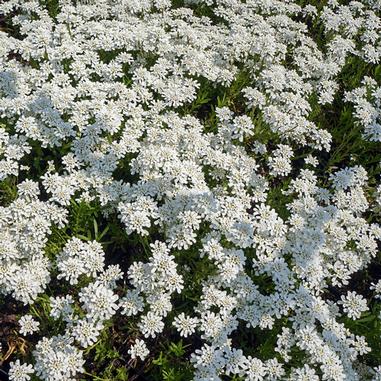 A dense cluster of small white flowers with green leaves peeking through, covering the ground in a garden setting.