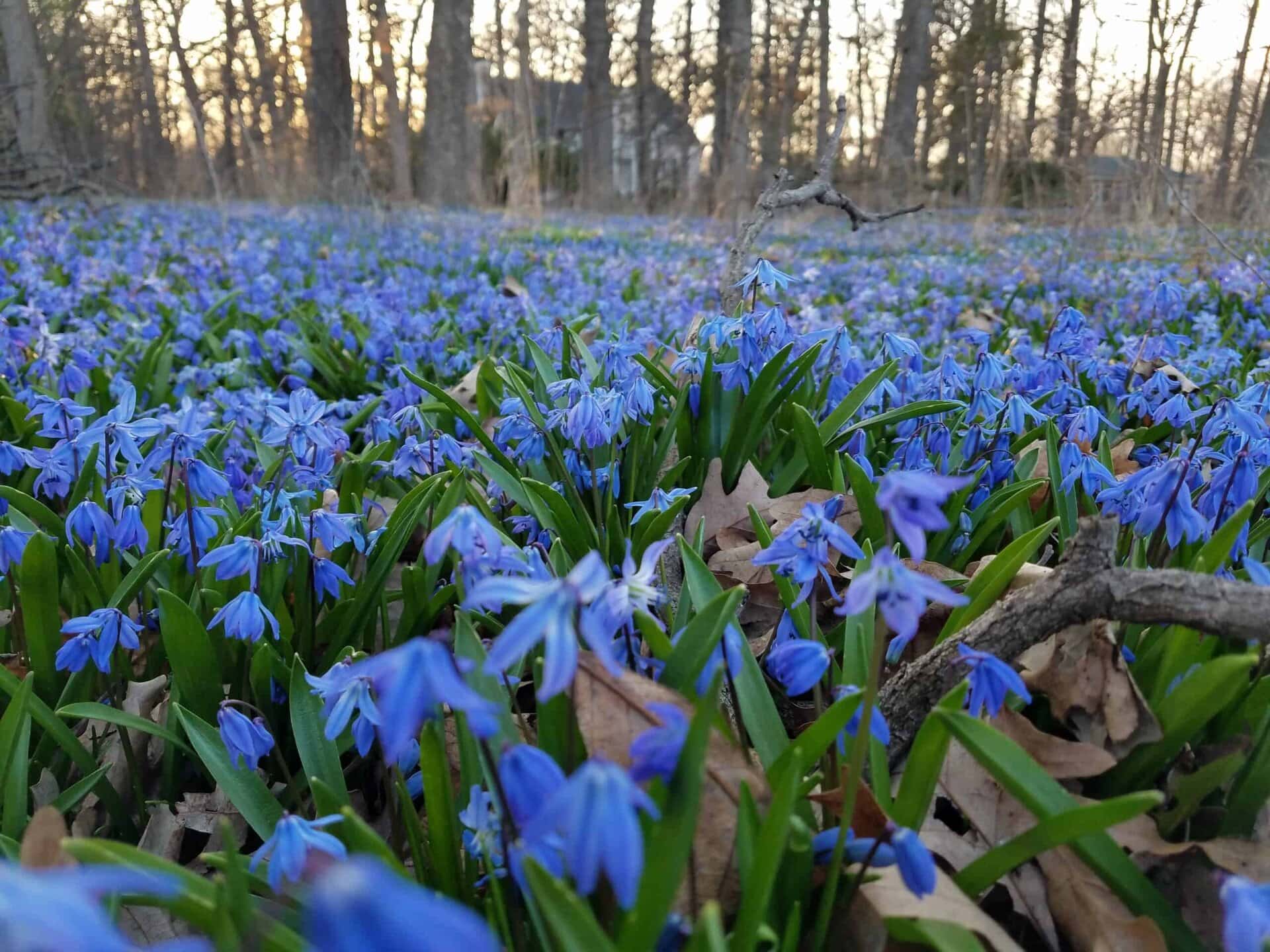 A dense field of small blue flowers blooms on a forest floor covered in dried leaves and branches, with tall trees and a house visible in the blurred background.