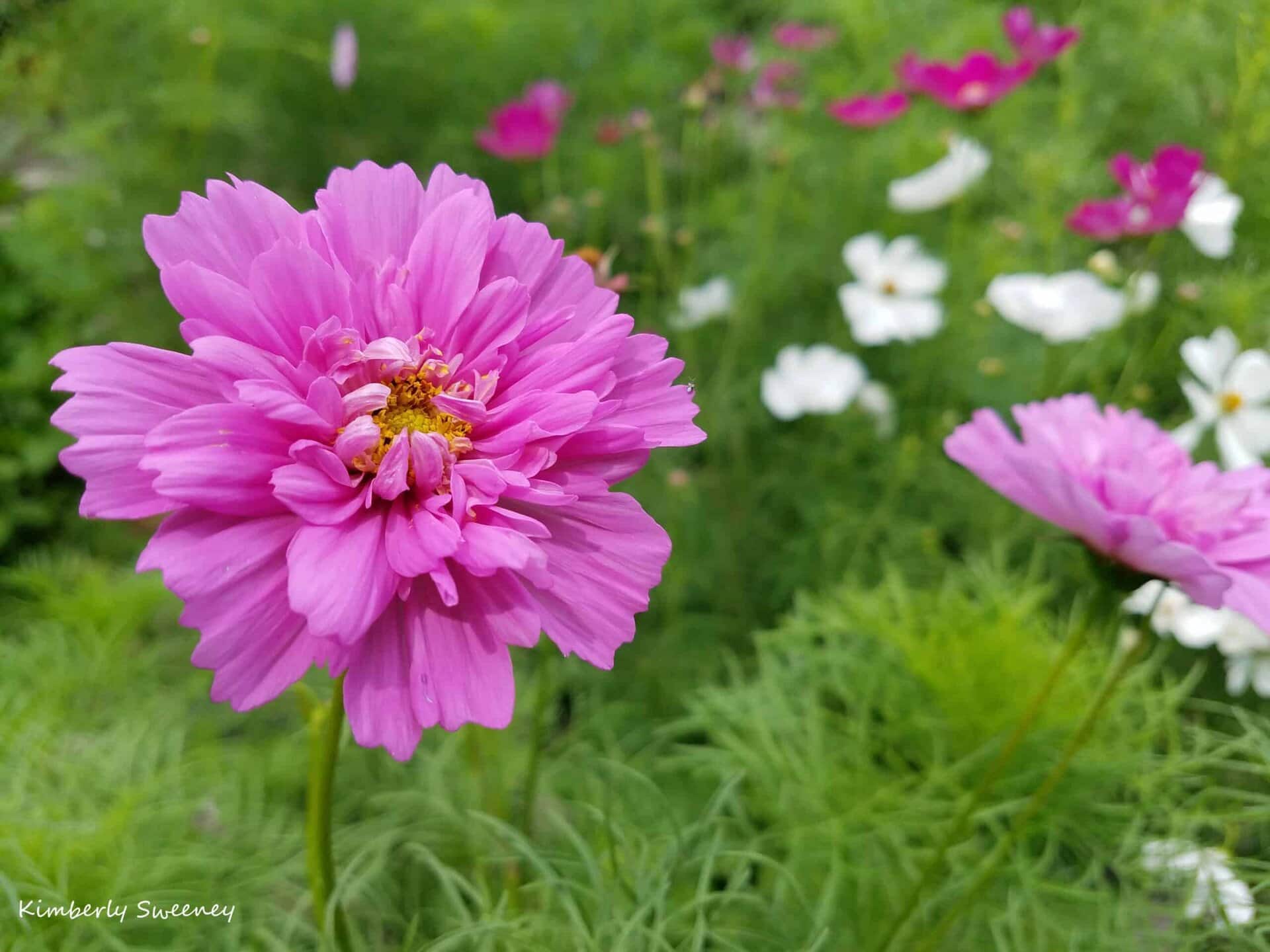 Close-up of a vibrant pink flower with ruffled petals in a garden, surrounded by green foliage and blurred white and pink flowers in the background.