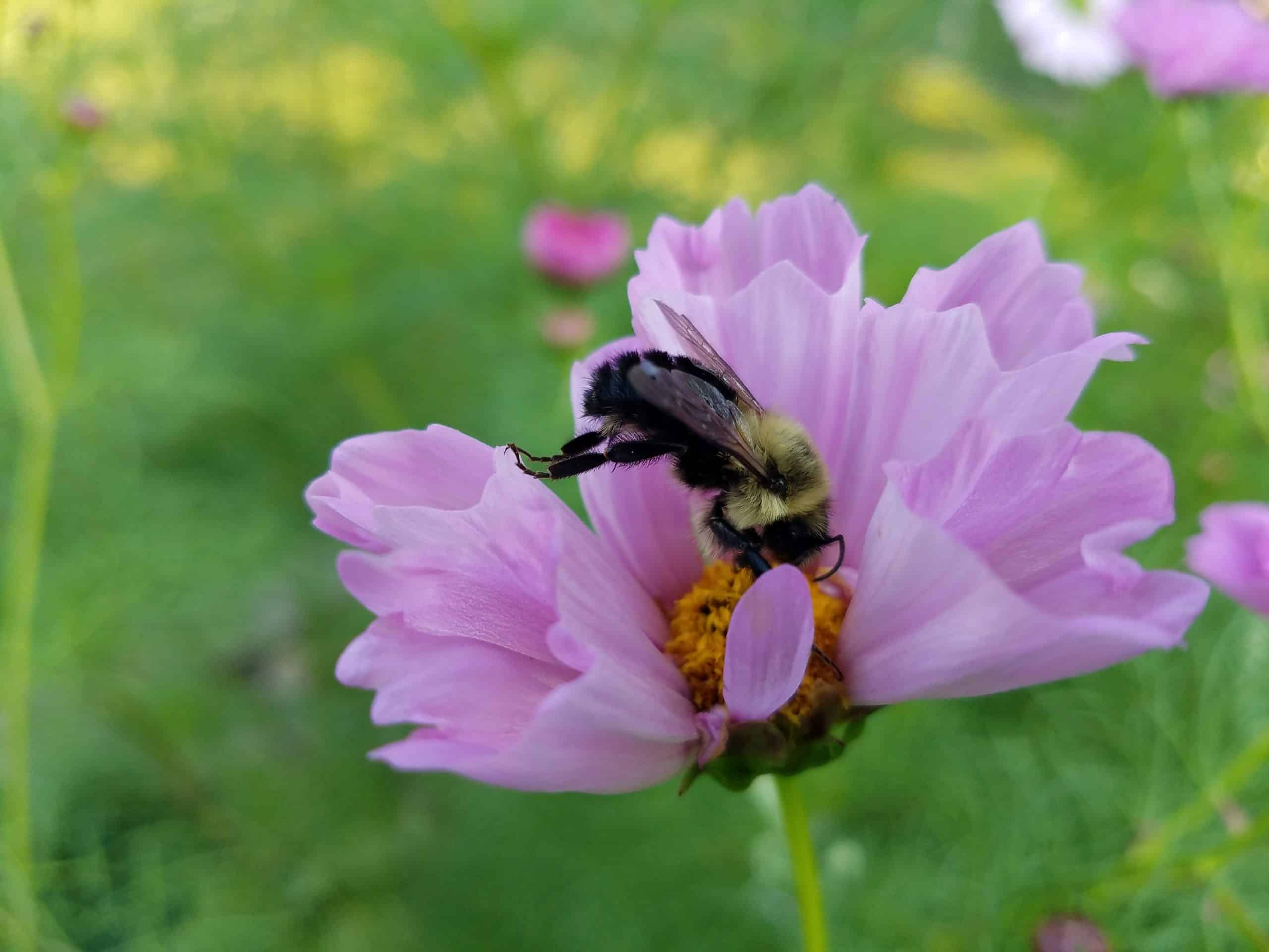 A bumblebee collects nectar from the center of a light purple flower with delicate petals, set against a green and blurred natural background.