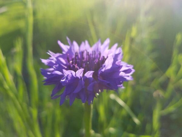 Close-up of a single purple flower in sunlight, with a blurred green background of grass and stems.