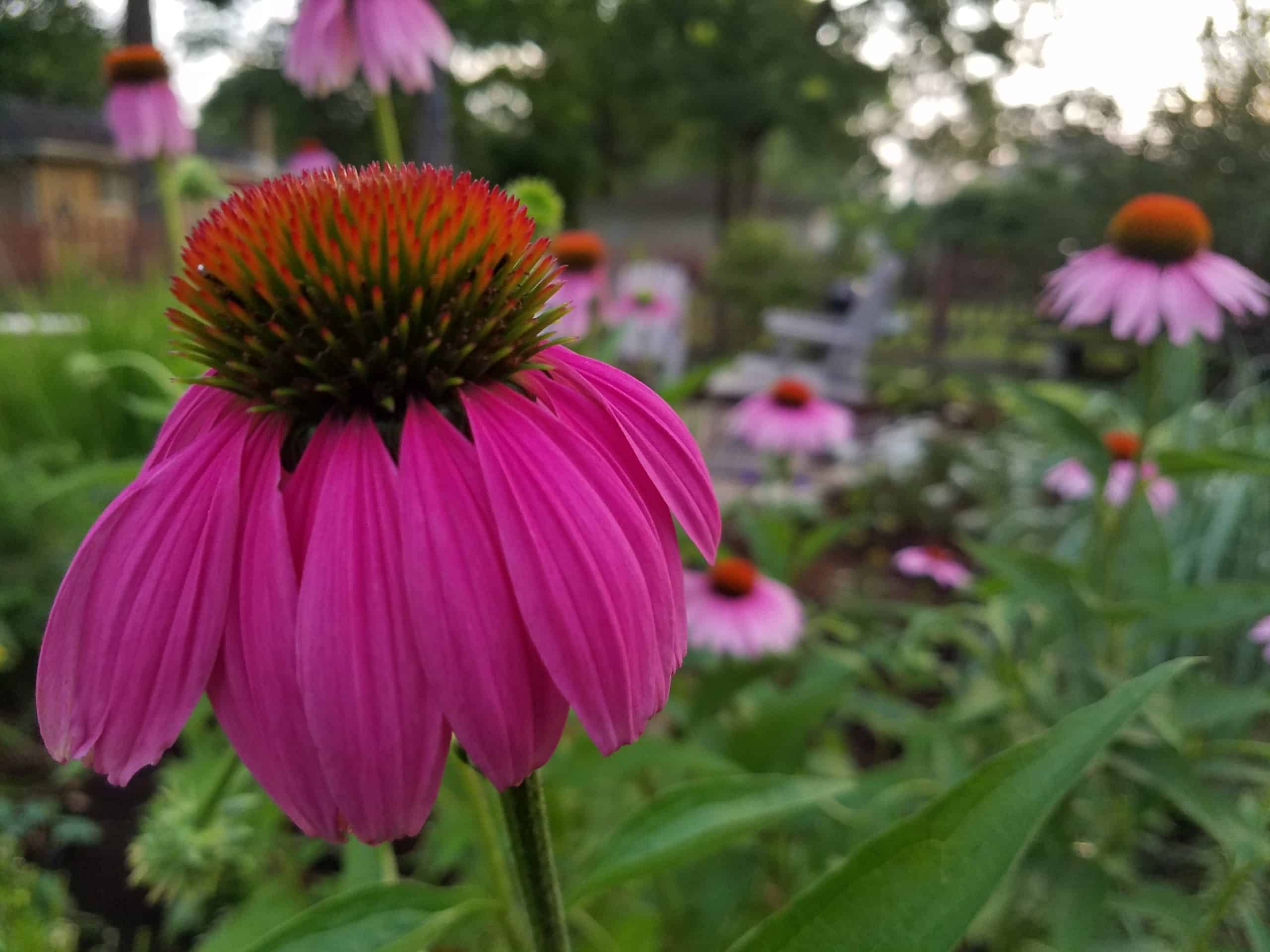 Close-up of a vibrant pink coneflower with a spiky orange center in a garden, surrounded by more coneflowers and green foliage, with a blurred background.