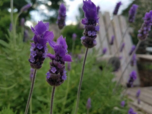 Close-up of blooming purple lavender flowers with green stems, set against a blurred background of greenery and a wooden chair.
