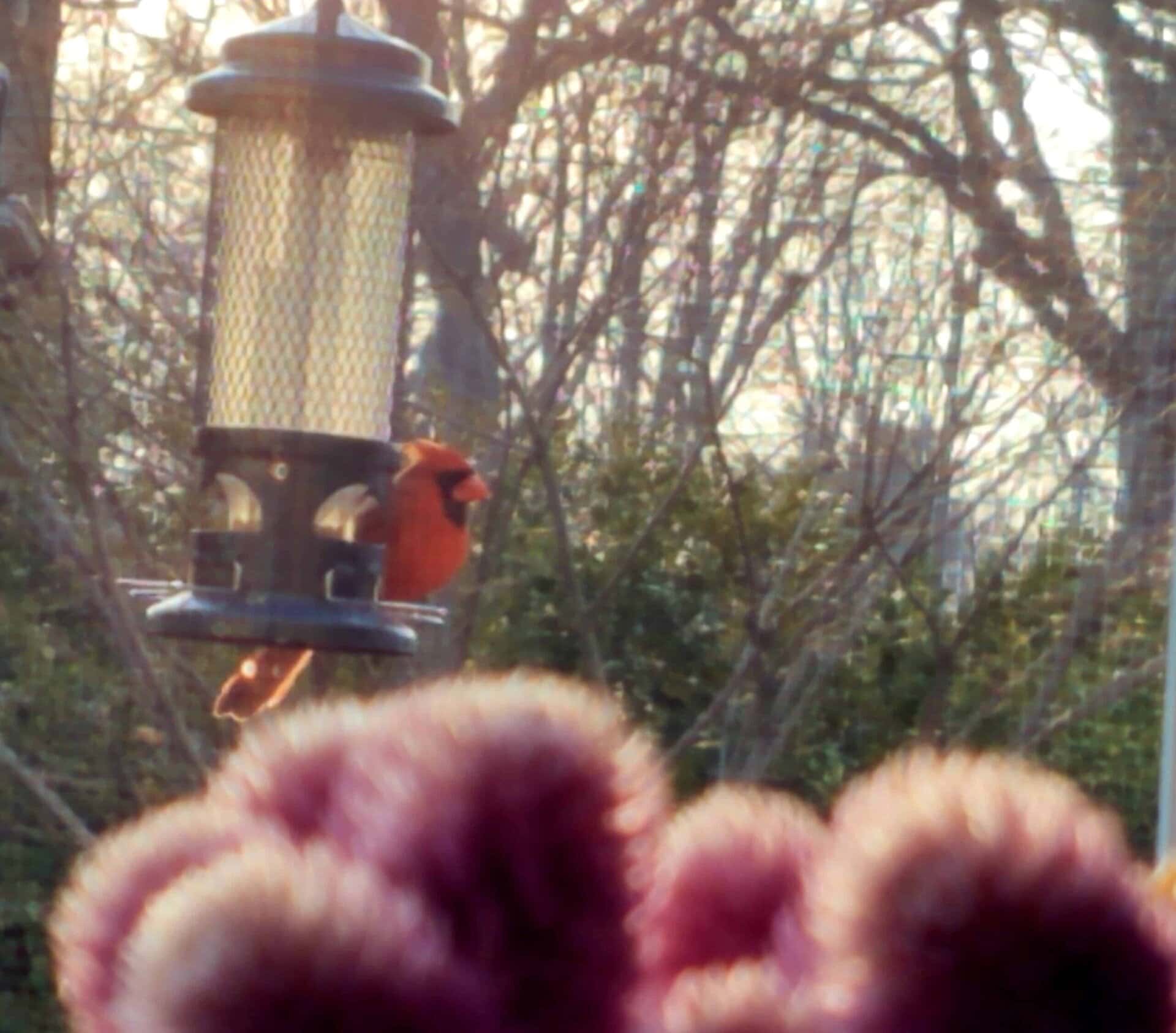A bright red cardinal perches on a bird feeder outdoors, with blurry purple flowers in the foreground and bare trees in the background.