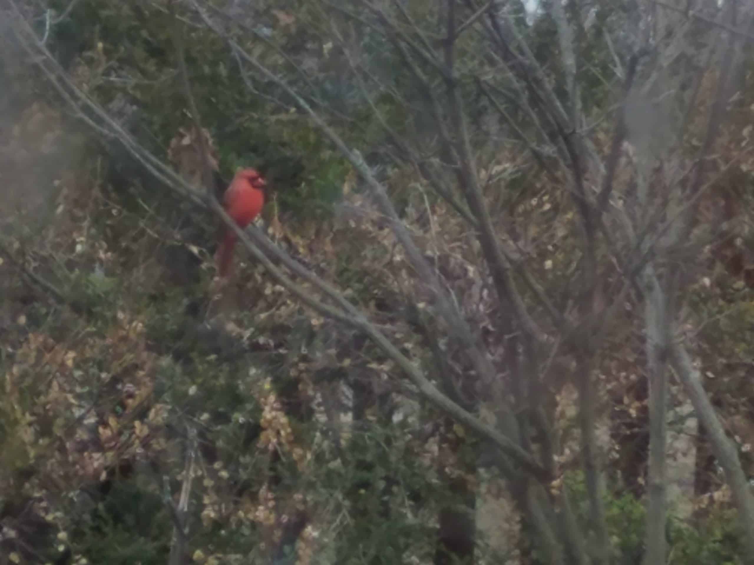 A bright red cardinal is perched on a thin branch among bare trees and dense green shrubs, blending into the natural outdoor setting.