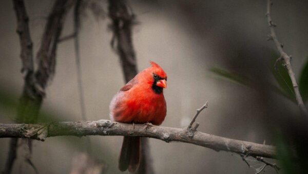 A vibrant red cardinal with a black face mask sits on a branch amid blurry, muted foliage in the background.