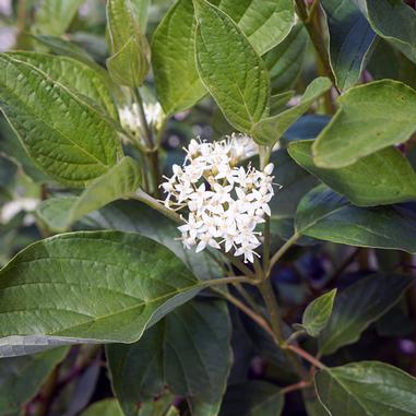 Cluster of small white flowers surrounded by broad, green leaves on a shrub.