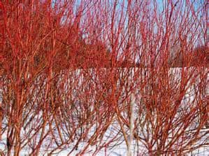 Rows of leafless red-twig dogwood shrubs stand in snow, with bright red branches contrasting against the white ground and a blue sky in the background.