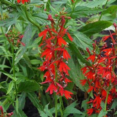 Bright red cardinal flowers with long petals grow on tall stems among green leaves in a garden setting.