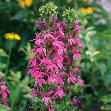 Tall spikes of bright pink flowers bloom among green leaves, with some yellow flowers blurred in the background.