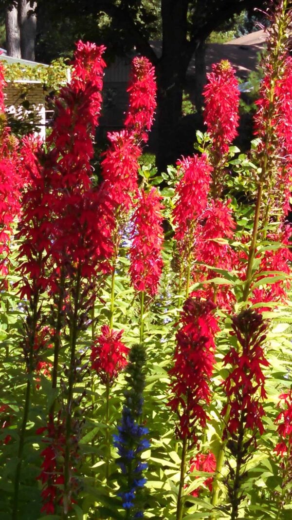 Tall spikes of vivid red flowers stand in sunlight, surrounded by green foliage in a garden. A few blue flowers are visible among the red blooms. Trees and a partial view of a house appear in the background.