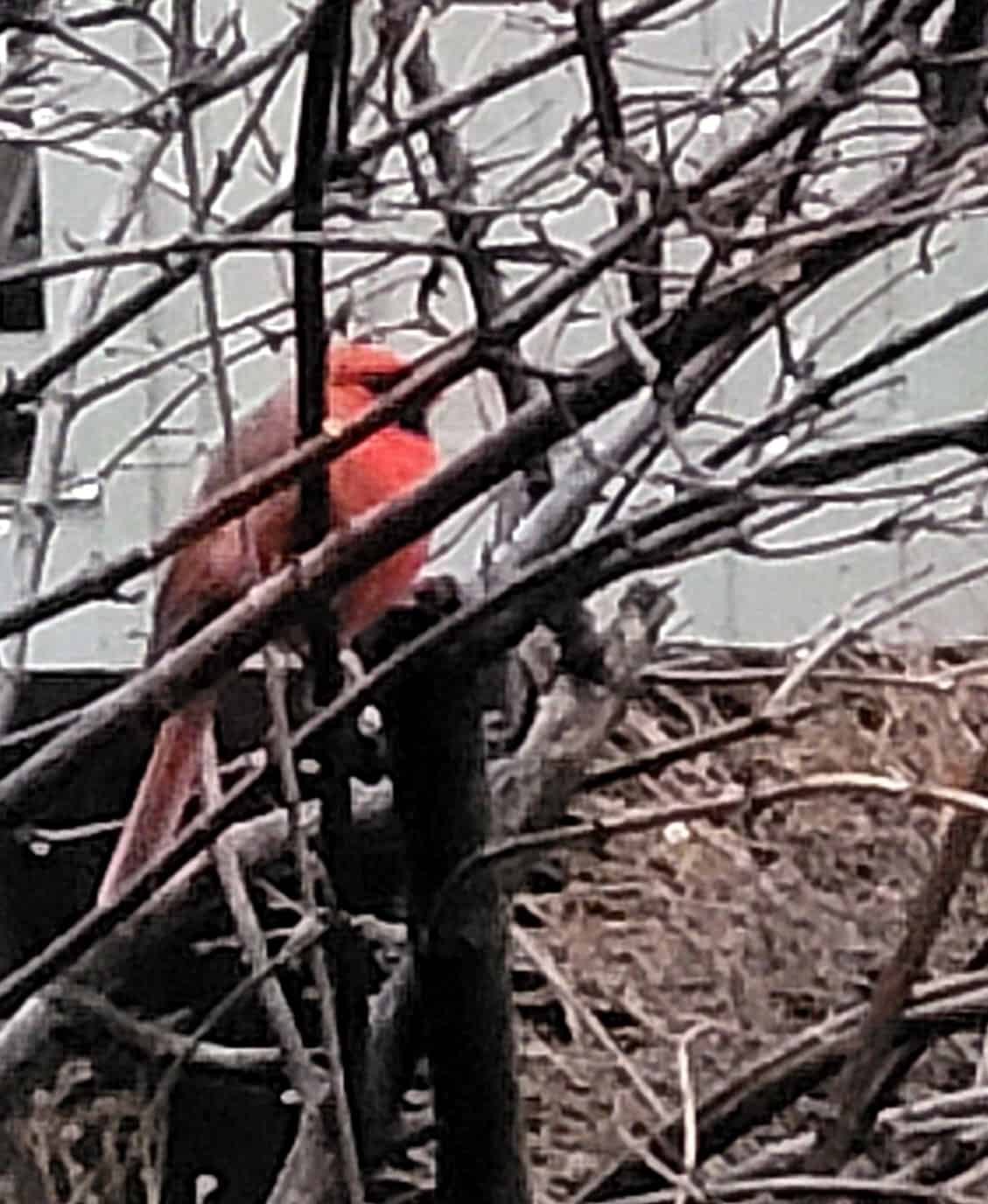 A bright red bird perches among leafless branches with a blurred background of a wall and ground.