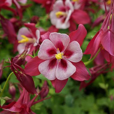 Pink and white columbine flower in full bloom, surrounded by green foliage and other similar flowers in the background.