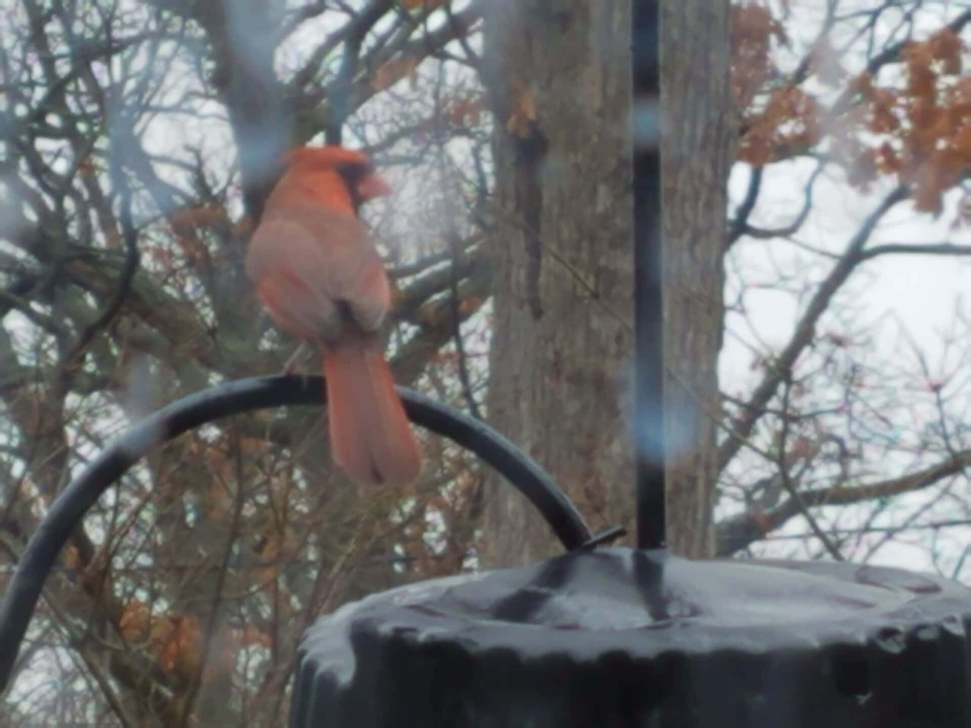 A bright red cardinal perches on a black metal rod near a bird feeder, with bare trees and brown leaves in the background on a cloudy day.
