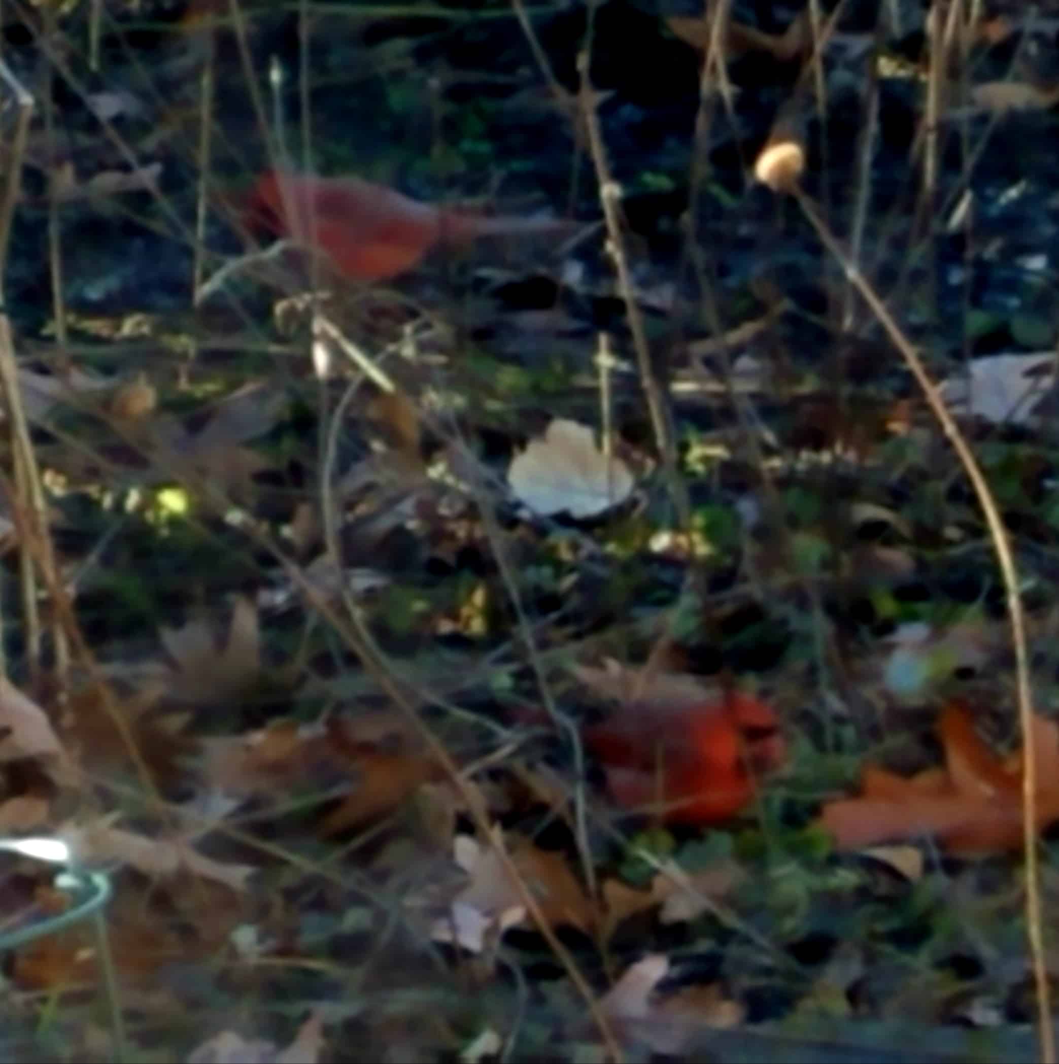 Two red cardinals are camouflaged among dry leaves, twigs, and grass on the forest floor, with fallen brown and yellow leaves scattered throughout the image.