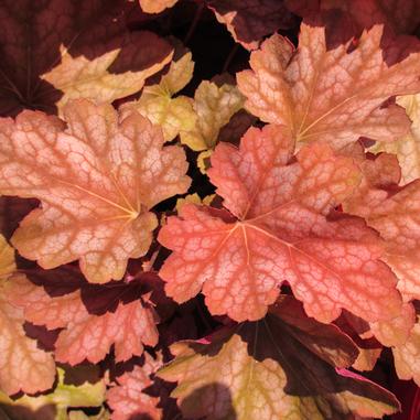 Coral Bells leaves in shades of peach and pink with visible veins, overlapping each other. The foliage has a textured, almost quilted appearance, and the leaves have softly scalloped edges.