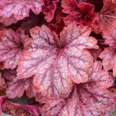 Close-up of pink and reddish Heuchera plant leaves with ruffled edges and visible veins, overlapping each other.