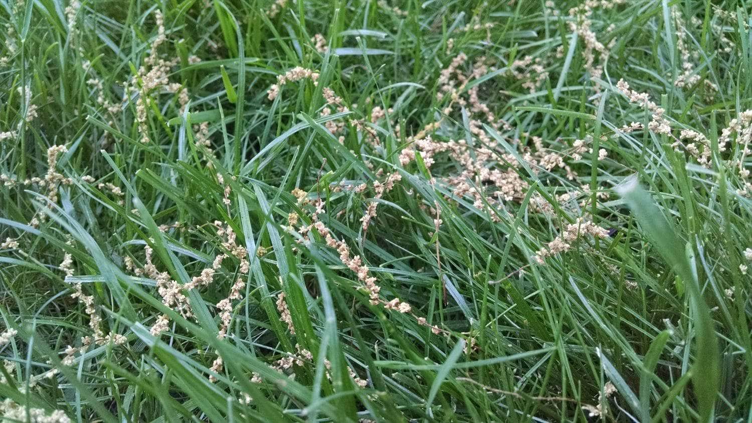 Close-up of green grass with thin, light brown seed heads scattered throughout. The grass blades are long and dense, creating a lush and textured appearance.