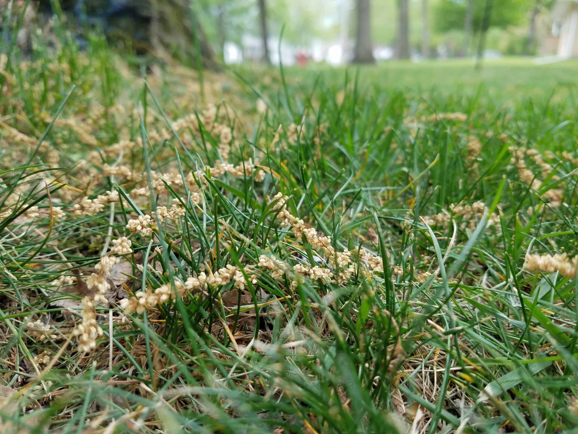 Close-up of green grass with small, tan, pollen-like seed clusters scattered throughout. Background shows out-of-focus trees and lawn on a bright day.