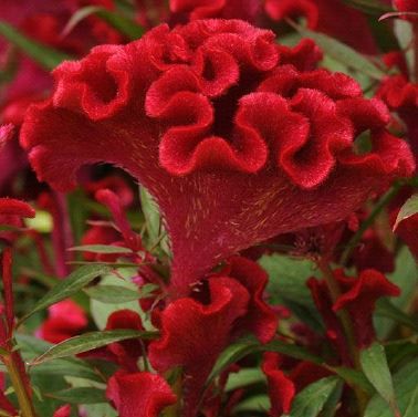 A close-up of a bright red cockscomb flower, featuring velvety, ruffled, and fan-shaped petals surrounded by green leaves.