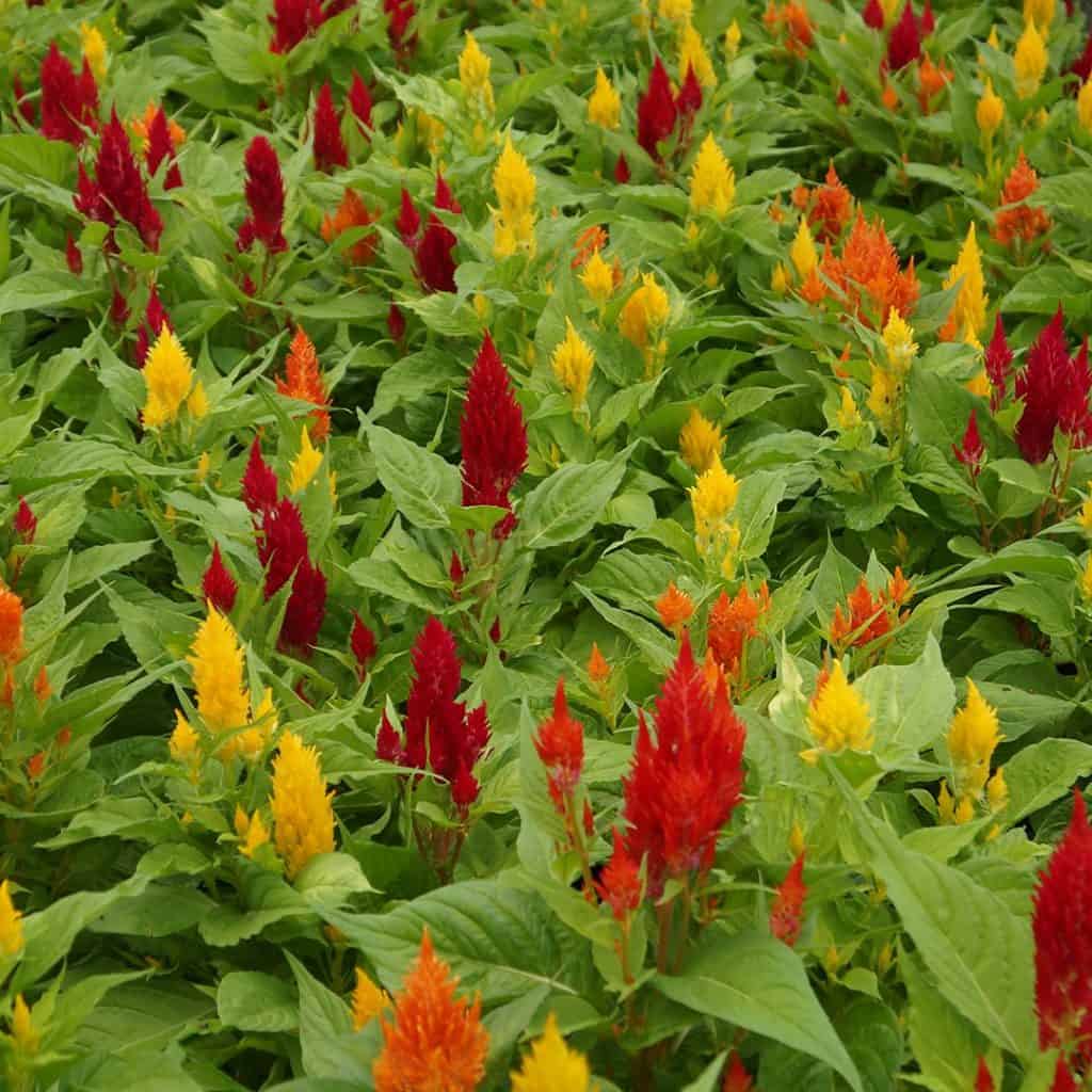 A dense patch of celosia flowers with pointed blooms in vibrant red, orange, and yellow hues surrounded by lush green leaves.