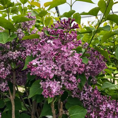 Clusters of purple lilac flowers with green leaves on bushes, growing outdoors under a bright sky.