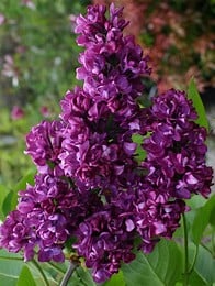 A cluster of vibrant purple lilac flowers with green leaves, set against a blurred outdoor background.
