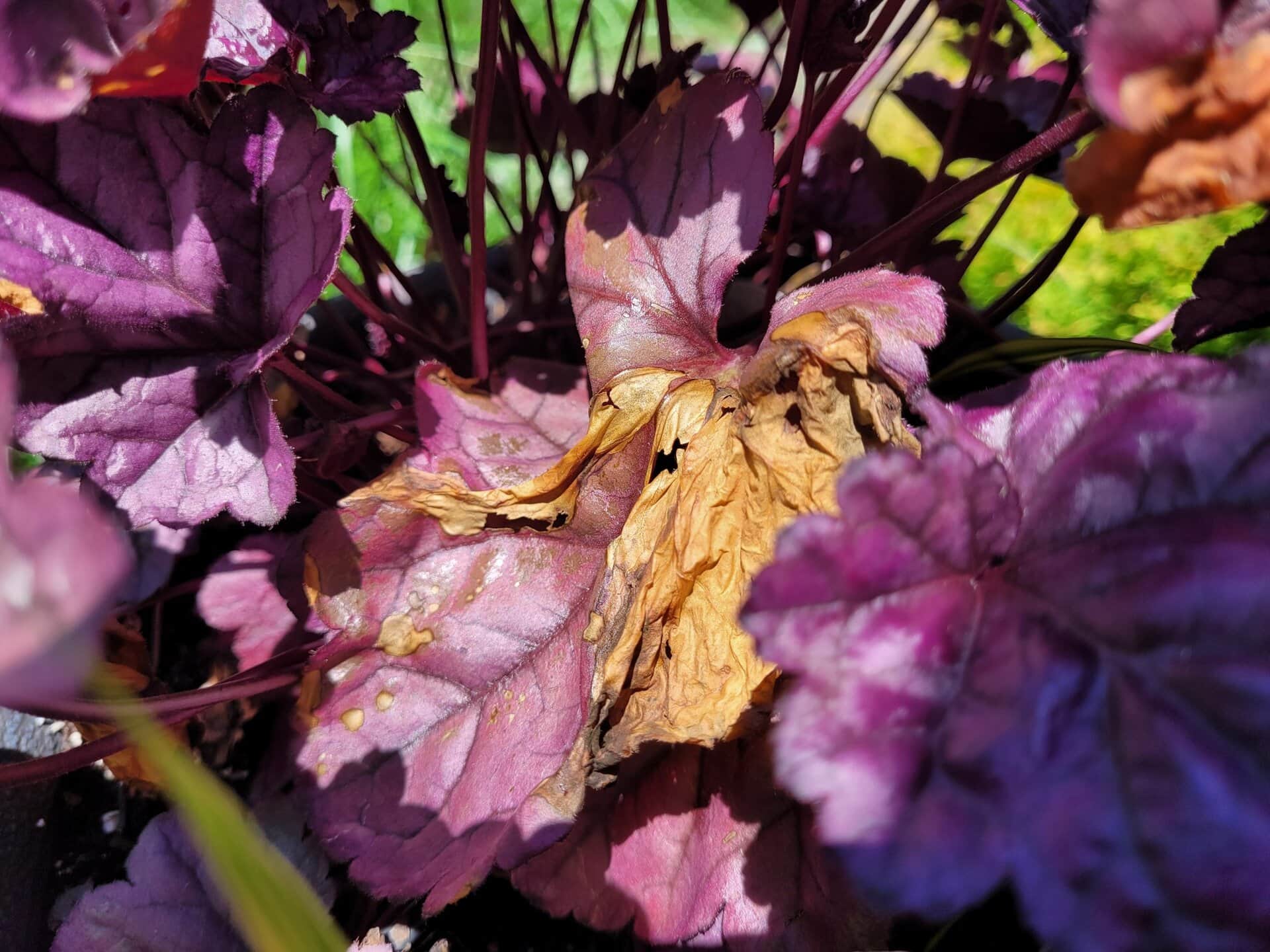 Close-up of purple leaves with a prominent central leaf that is brown, dry, and wilted, indicating damage or disease. The background shows more healthy purple leaves and hints of green foliage in sunlight.