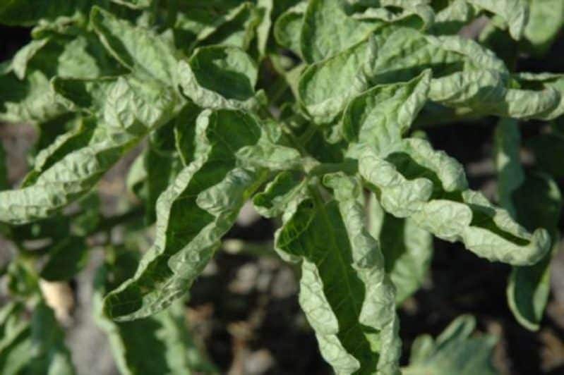 Close-up of green plant leaves that appear curled and crinkled, possibly indicating stress or disease, with a blurred background of soil or ground.