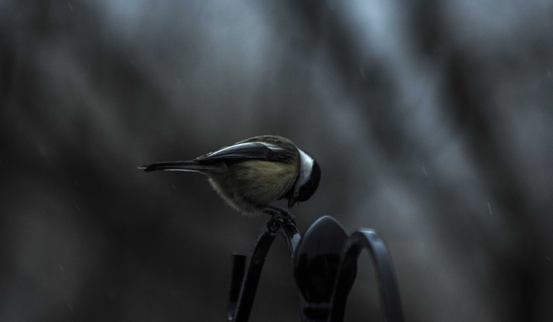 A small bird with a black cap and white cheeks perches on a curved metal rod against a dark, blurred background.