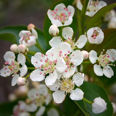 Clusters of small white flowers with pink stamens and green leaves, some buds partially opened, close-up view.