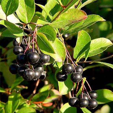 Clusters of small, round, shiny black berries hanging from thin red stems, surrounded by green leaves in sunlight.