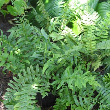 A close-up of lush, green fern fronds growing in a shaded garden bed, with sunlight filtering through surrounding foliage.