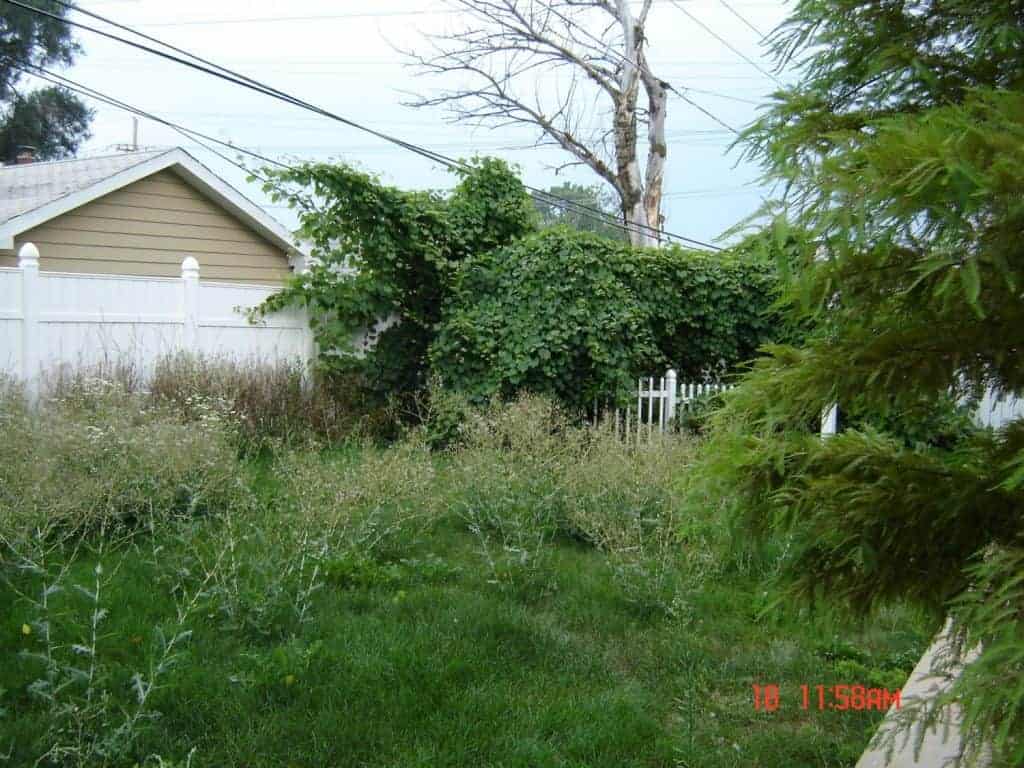 Overgrown backyard with tall weeds, dense greenery covering a fence, a dead tree, white fence, and a shed. The grass appears unkempt.