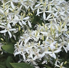 A cluster of small, star-shaped white flowers with slender petals and green leaves in the background, blooming densely together.