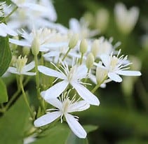Cluster of delicate white flowers with thin petals and pointed green buds, set against a background of green leaves and blurred foliage.