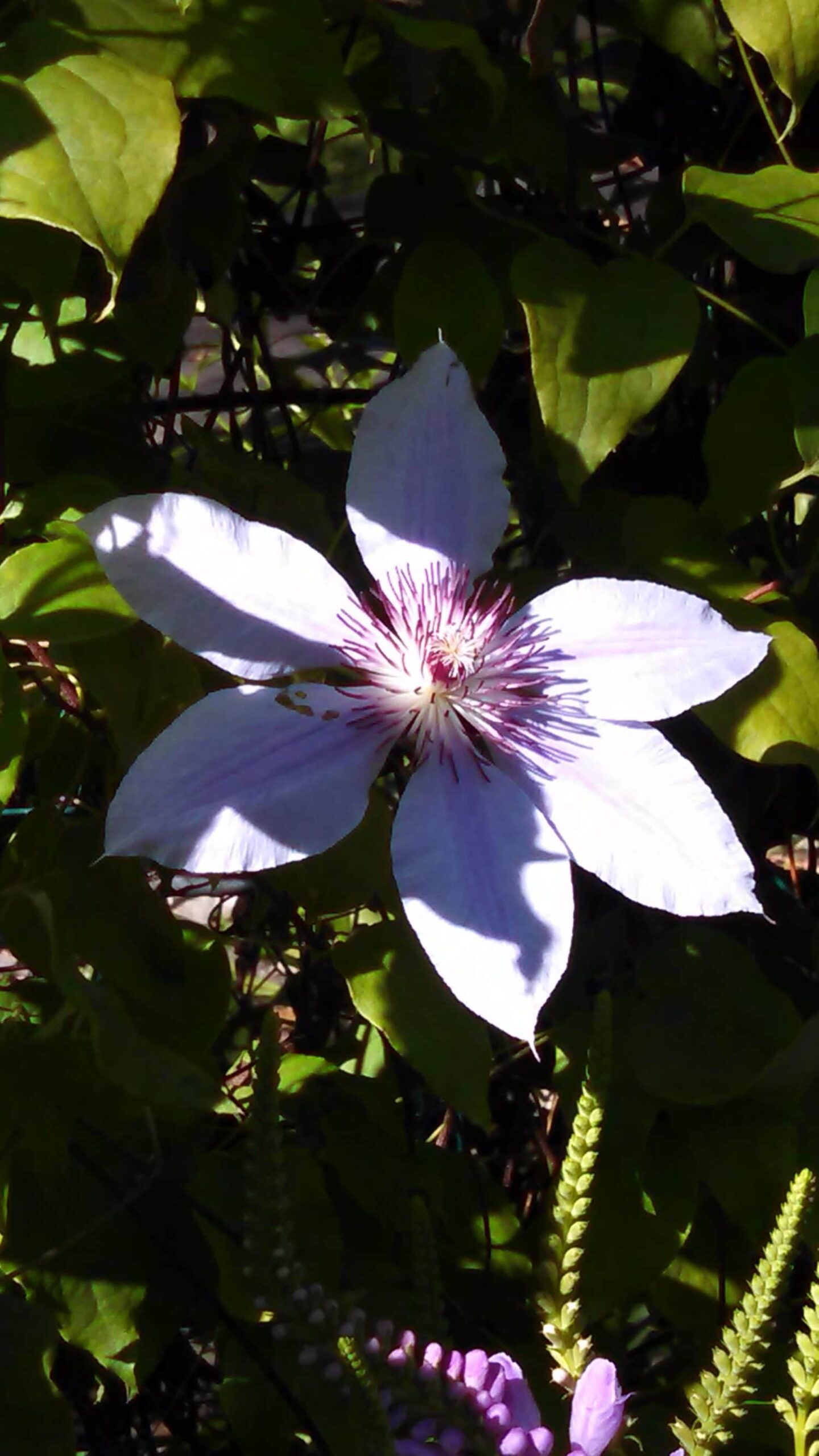 A white flower with six pointed petals and a purple center is blooming among green leaves in bright sunlight.