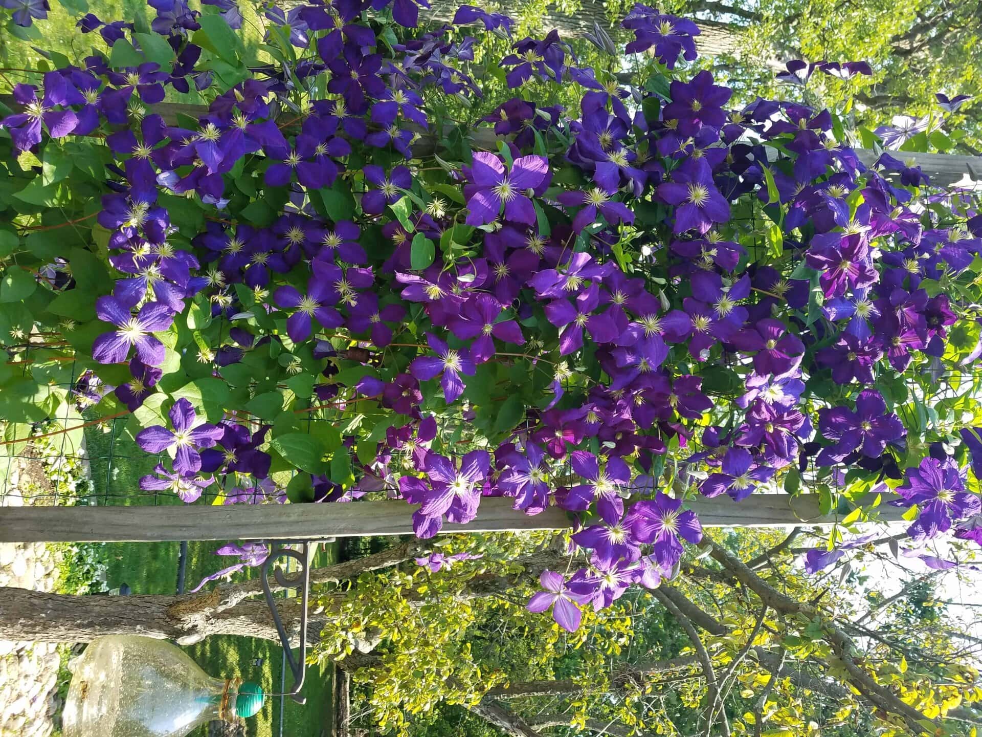 A lush vine covered in vibrant purple flowers climbs a wooden trellis in a sunlit garden with green grass and trees in the background.