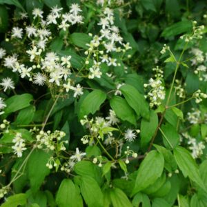 White star-shaped flowers with clusters of small buds and green leaves fill the image, creating a dense, lush appearance. The foliage is vibrant and healthy, giving a fresh, natural feel.