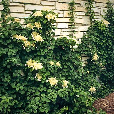 Climbing hydrangea vines with white flowers grow against a light-colored stone wall, with green leaves spreading across the surface and a patch of mulch visible at the bottom right corner.