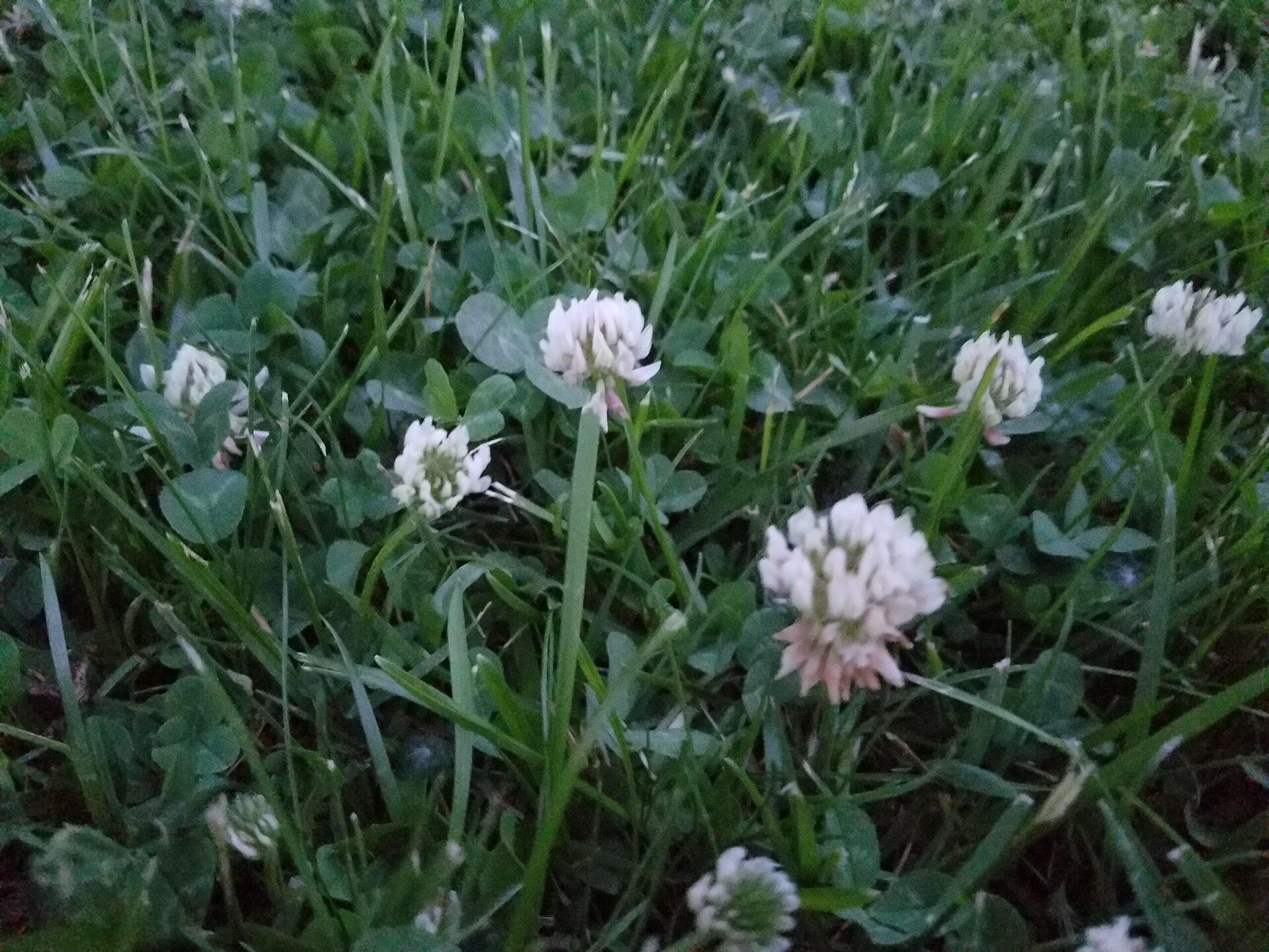 Close-up of green grass and white clover flowers growing outdoors. The image is slightly dim, indicating it may be early morning or late evening.