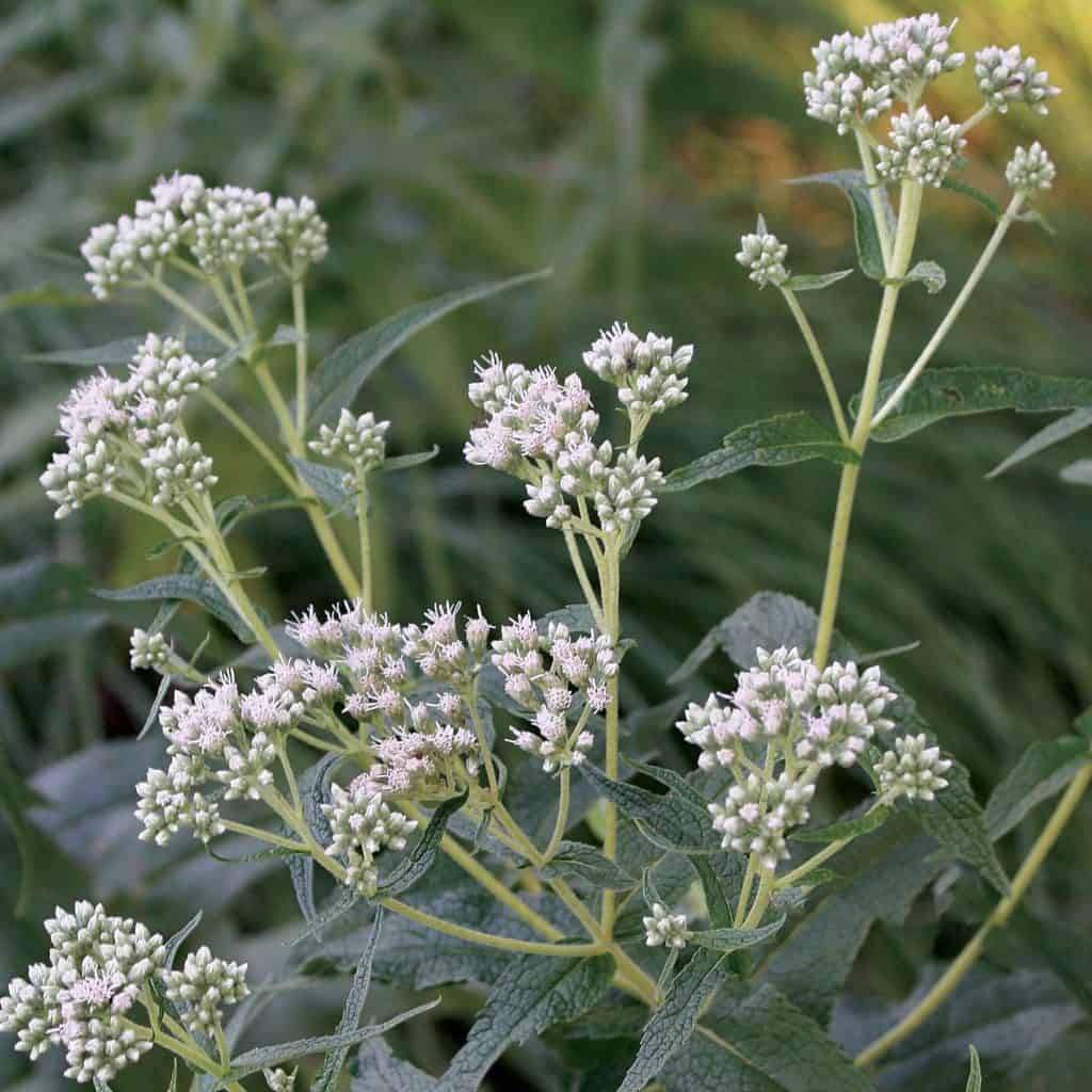 Clusters of small, pale white flowers with narrow green leaves on tall stems, set against a blurred green background.