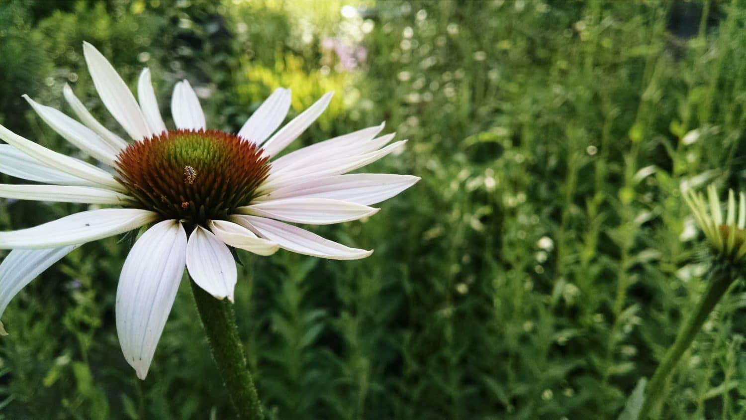 A close-up of a white daisy-like flower with a brown center, set against a blurred green background of leaves and stems.