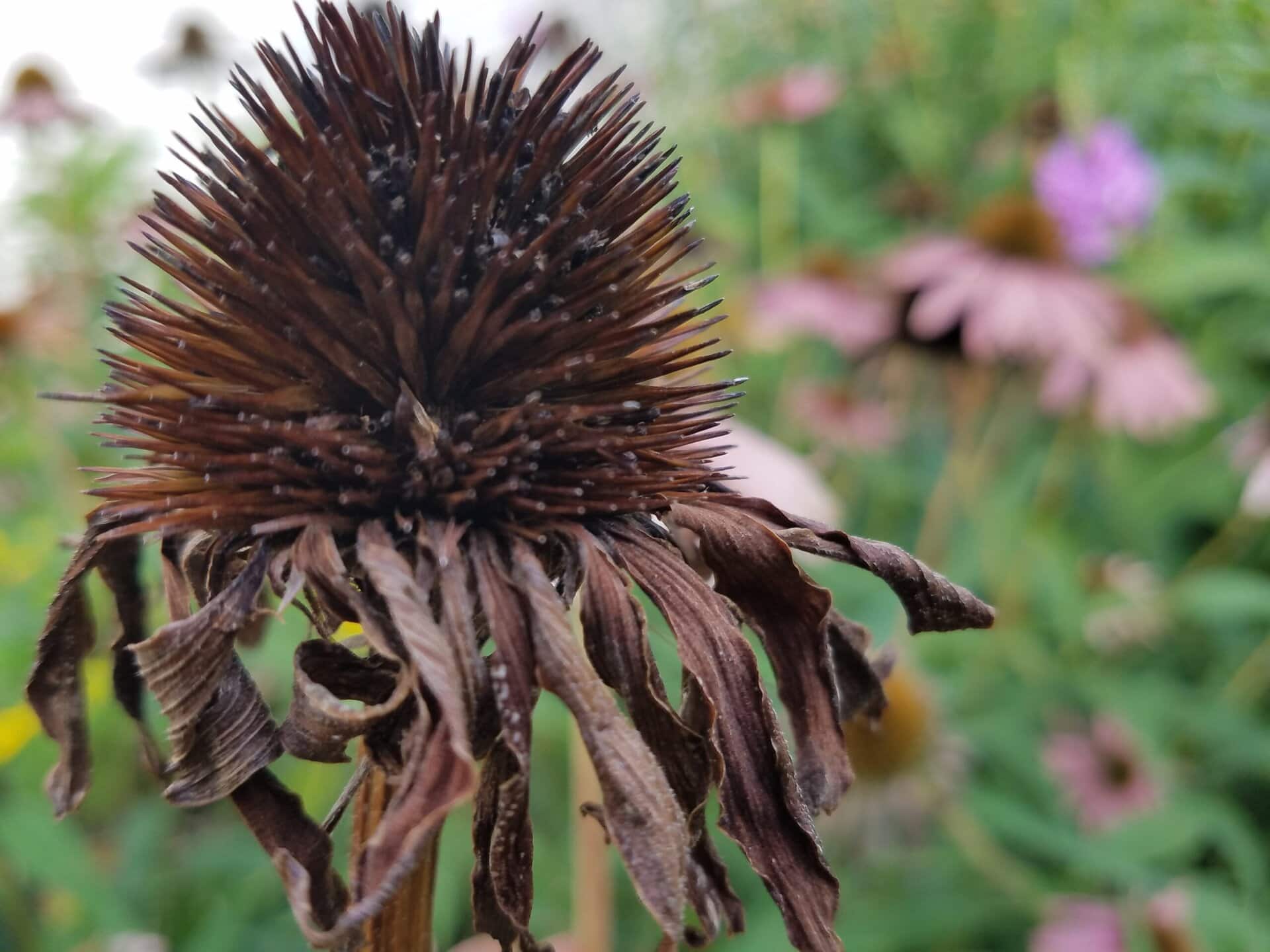 A close-up of a dried, brown coneflower head with wilted petals, set against a softly blurred background of green foliage and pink flowers.