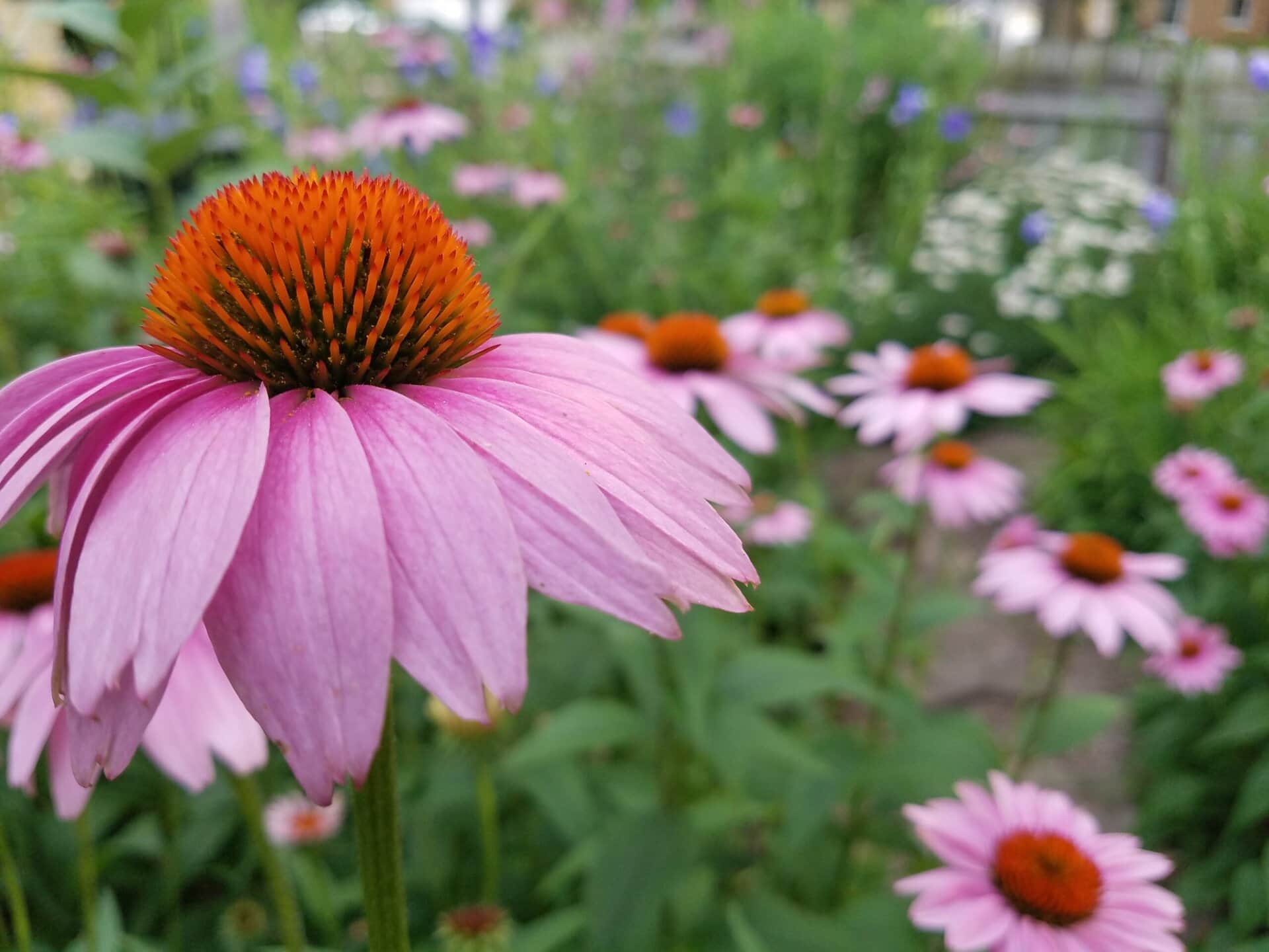 Close-up of a pink coneflower with an orange center, surrounded by more coneflowers and green foliage in a garden. The background is softly blurred.