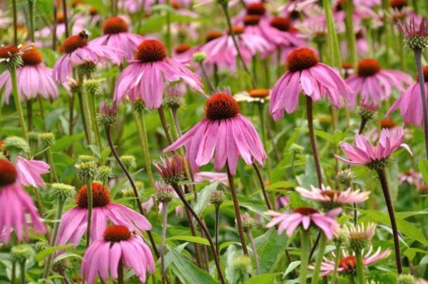 A field of blooming pink coneflowers with spiky orange centers, surrounded by green stems and leaves. Some flowers are in focus while others are blurred in the background.