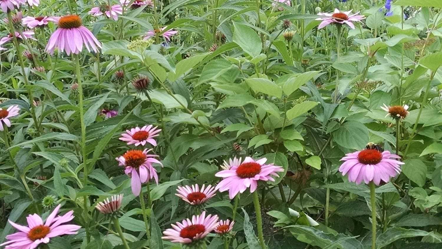 Pink coneflowers with orange centers grow among green leaves. The flowers are in bloom, and one has a ladybug on its petals. The scene is lush and vibrant, suggesting a healthy garden in summer.