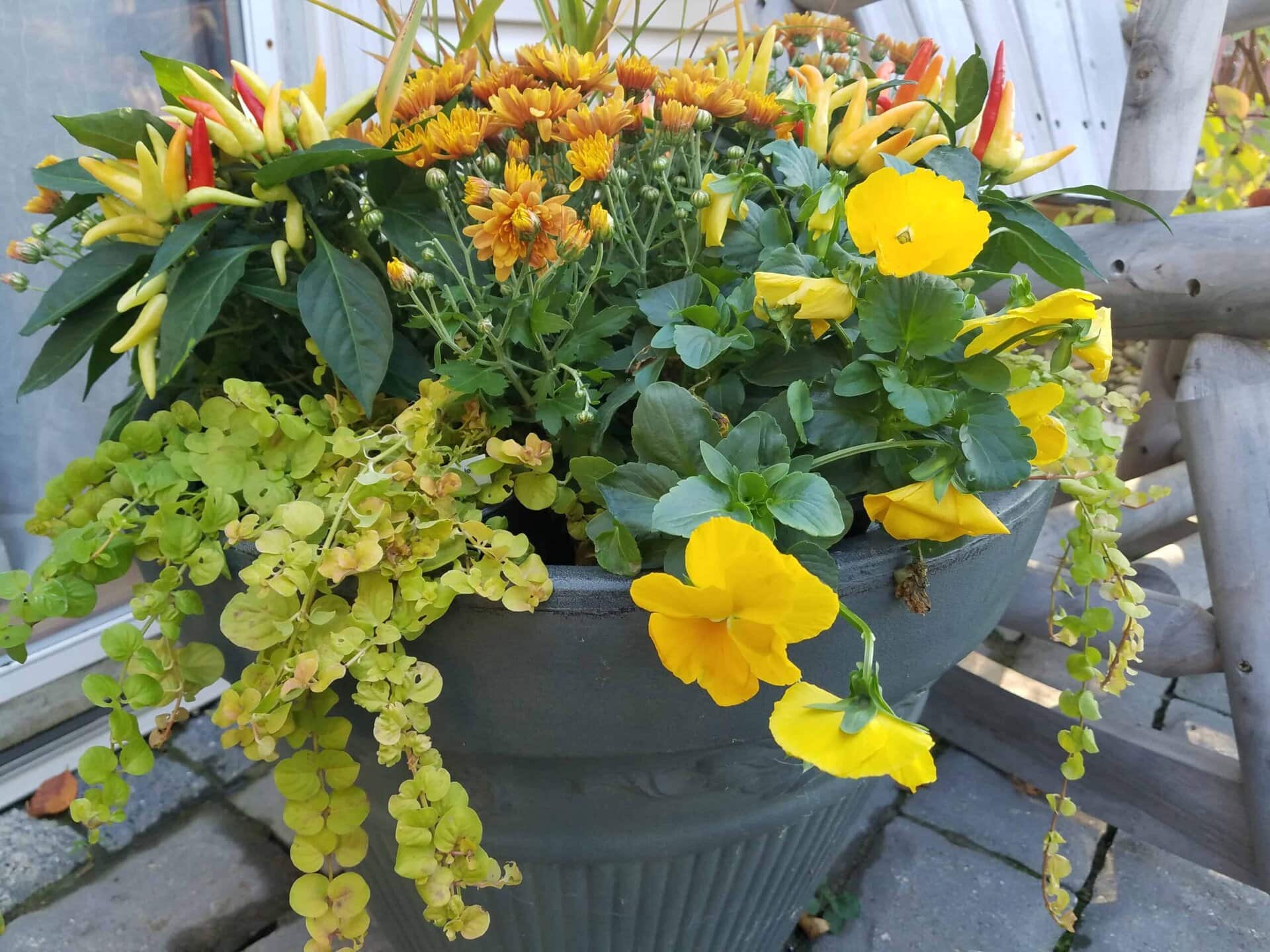 A large gray planter filled with yellow pansies, orange chrysanthemums, green foliage, and small red and yellow peppers sits on a patio near a wooden bench and a glass door.