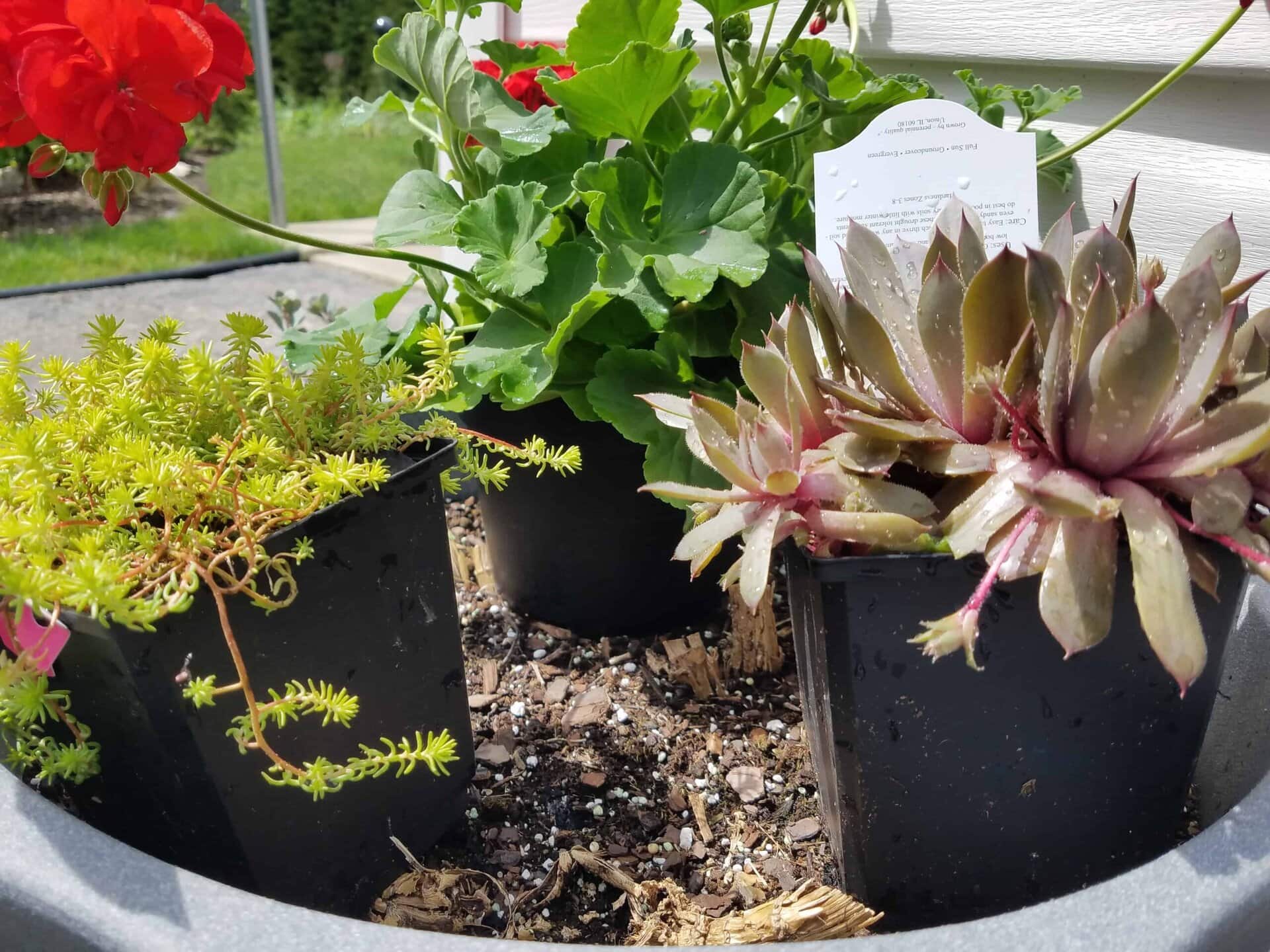 Three potted plants, including succulents and leafy greens, sit inside a larger planter outdoors near a white house. A care instruction card is visible among the plants.