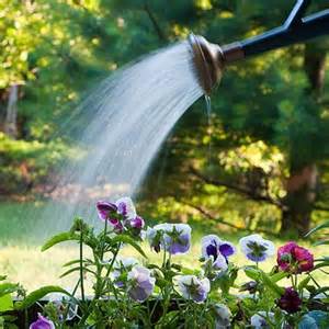 A watering can is pouring water over colorful flowers in a garden, with green trees and sunlight in the background.
